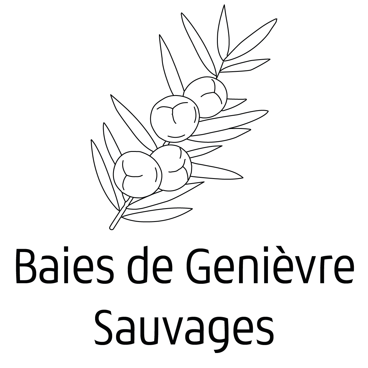 image pictogramme visuel symbole genievre baies de genevrier lucifeves aubrac