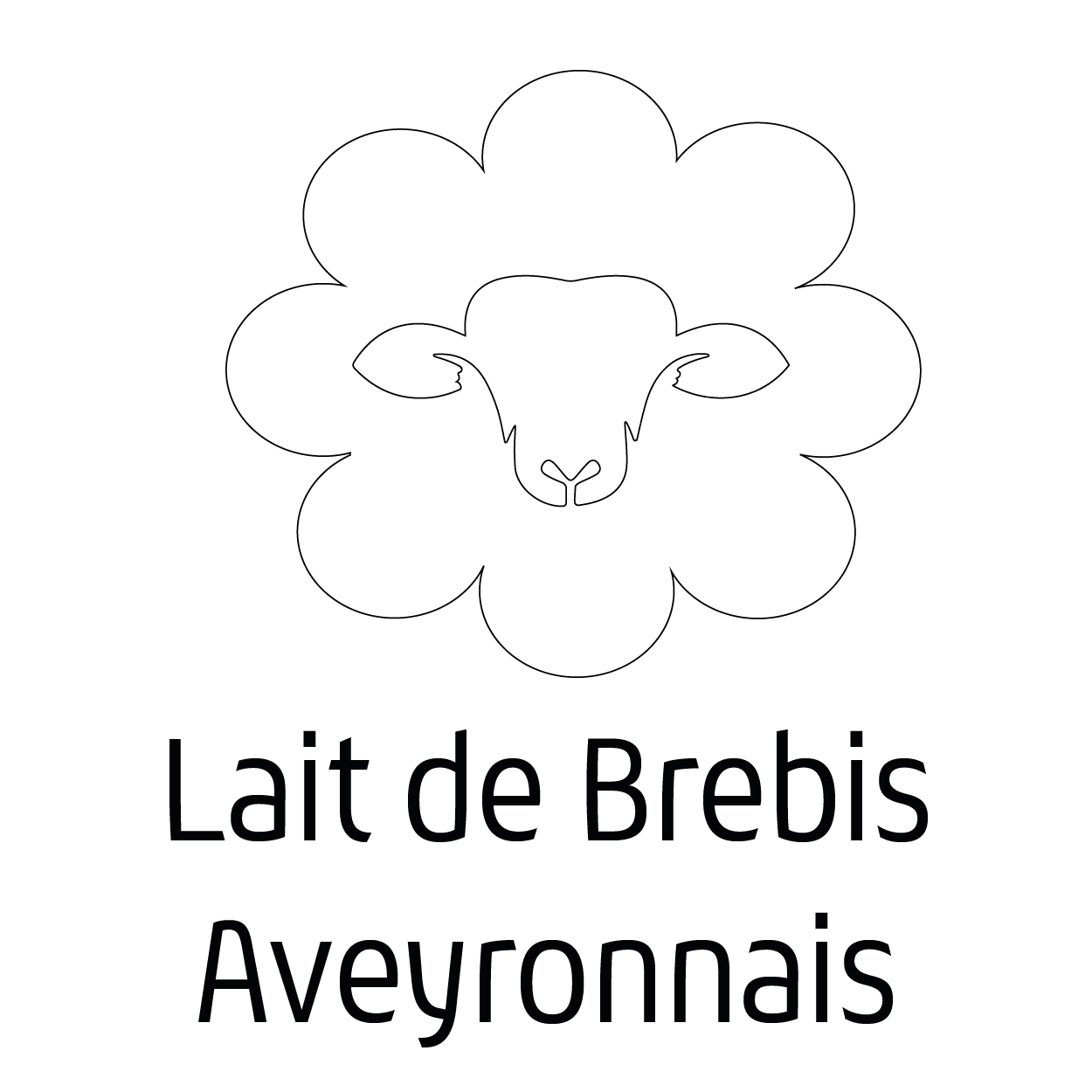 image brebis lait aveyron lucifeves aubrac occitanie sud de france local ethique