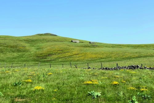 Burons sur l'Aubrac été gentiane chemins randonnée estives paturages