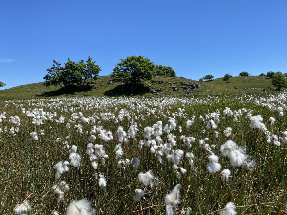 tourbiere aubrac environnement naturel preserve ecosysteme fragile biodiversite